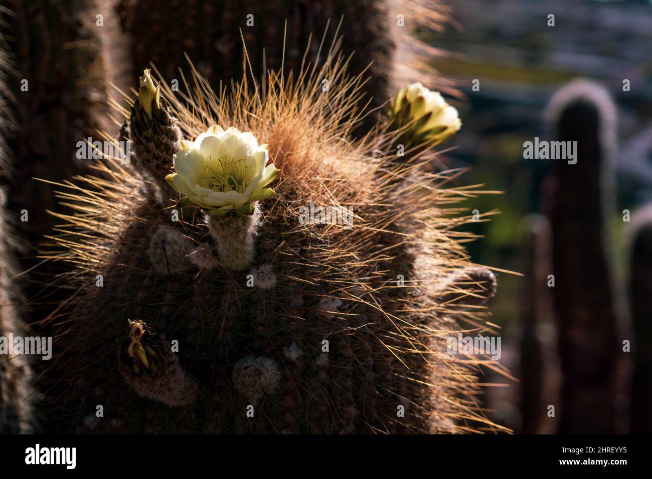 Closeup shot cactus in hi-res stock photography and images - Alamy