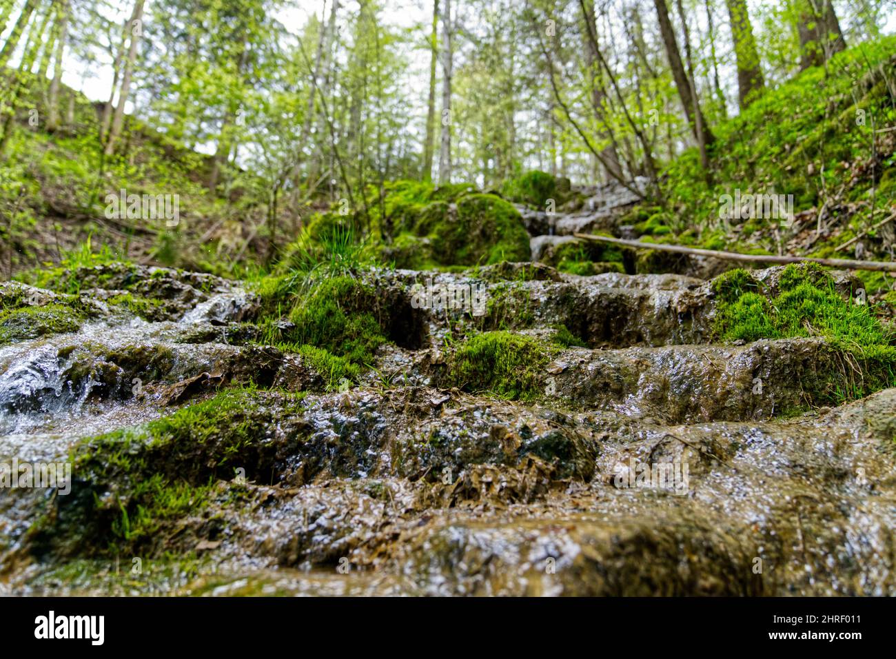 Closeup of running water over rocks in the forest among green moss and trees Stock Photo