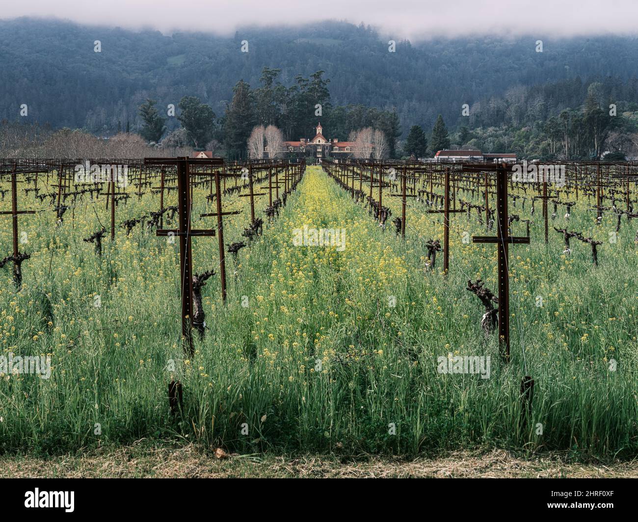 An atmospheric vineyard landscape with a foreground of mustard flowers. Napa Valley, California. Stock Photo