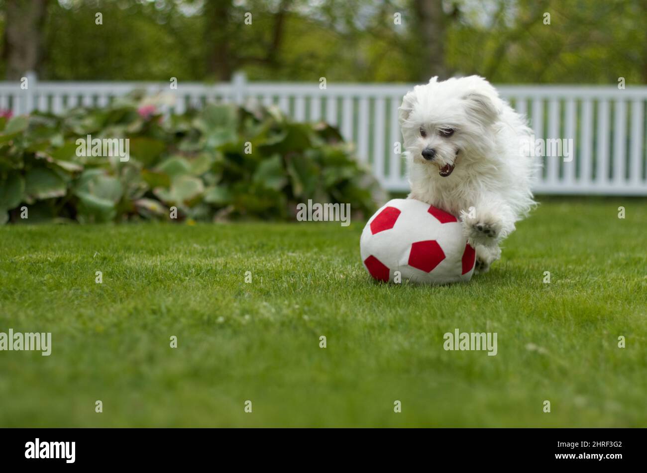 Playful pup. Excited fluffy poodle playing with a soccer ball in a lush ...