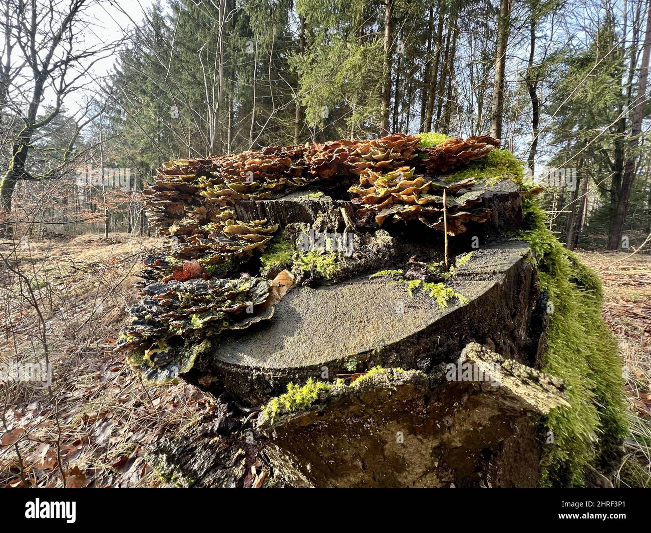 Fungus grown on a mossy tree trunk in the forest Stock Photo - Alamy