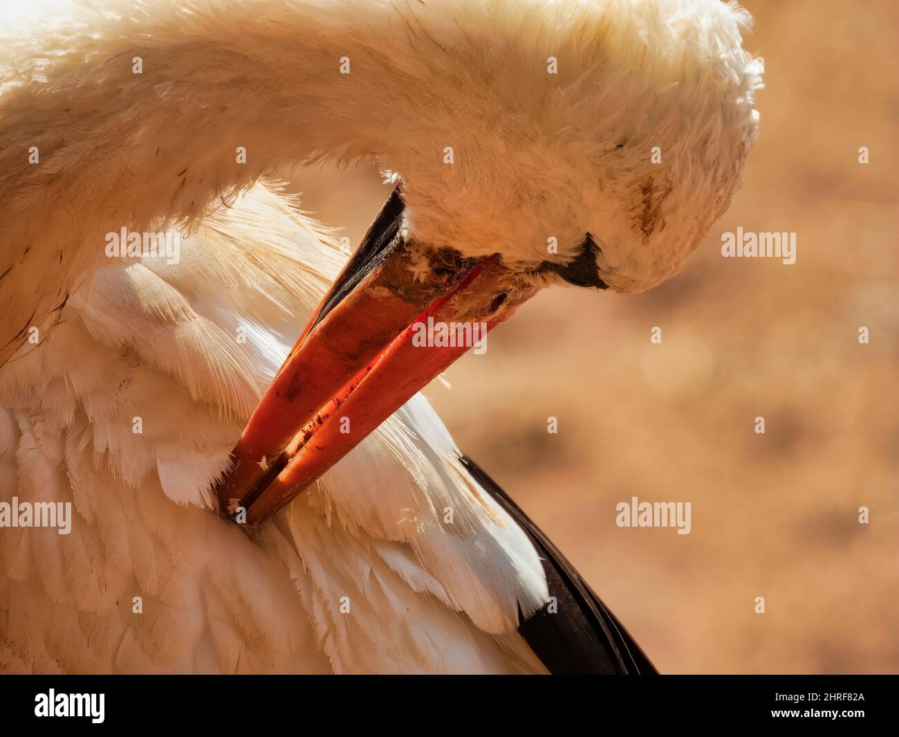 Closeup shot of a stork preening its feathers Stock Photo - Alamy