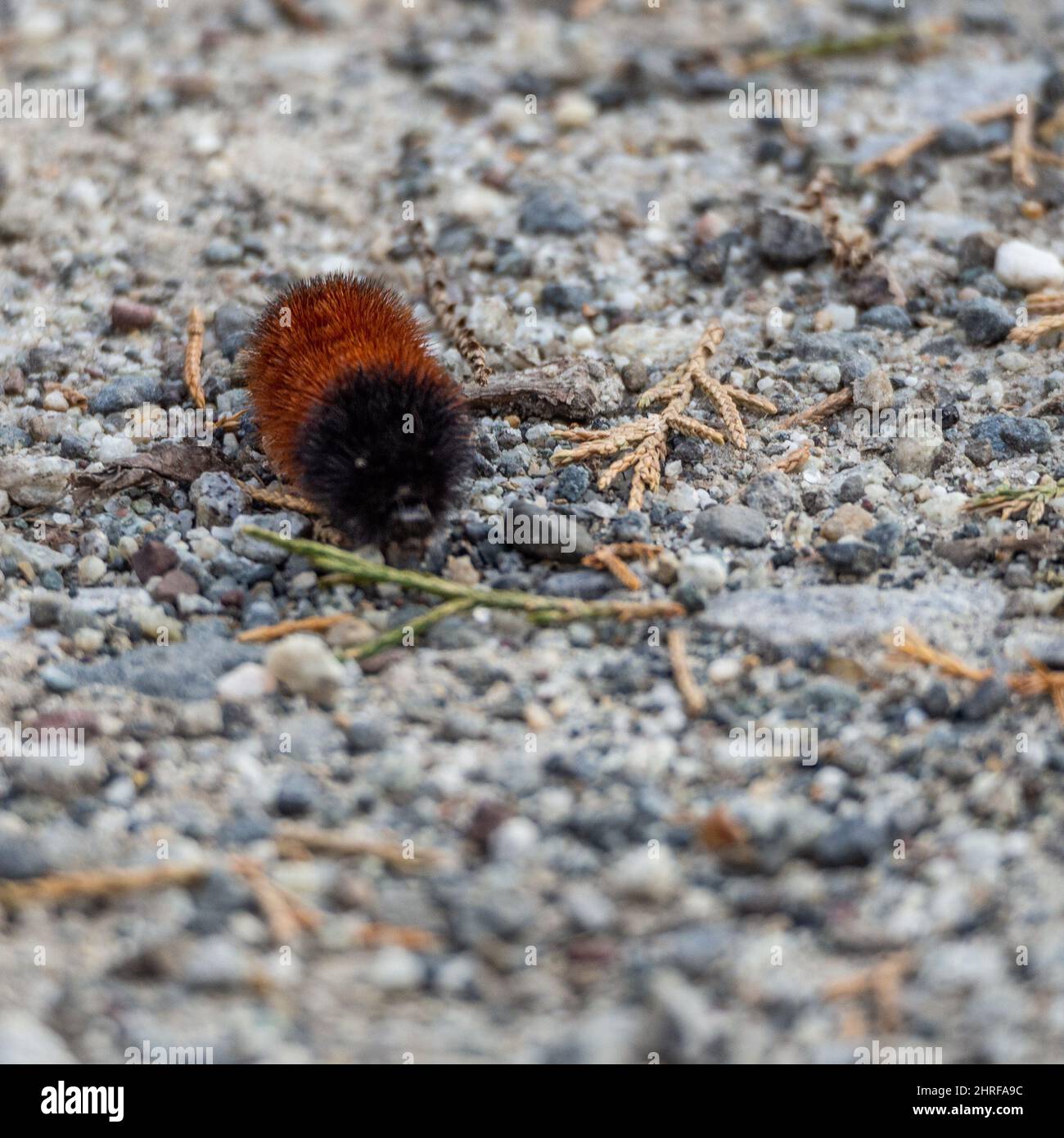 Red hairy caterpillar on the ground Stock Photo Alamy