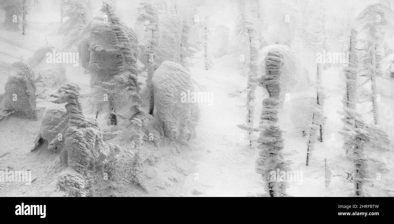 Snow monsters (trees take on curious shapes due to heavy snowfall and freezing winds) in Mount Zao, Yamagata Prefecture, Japan Stock Photo
