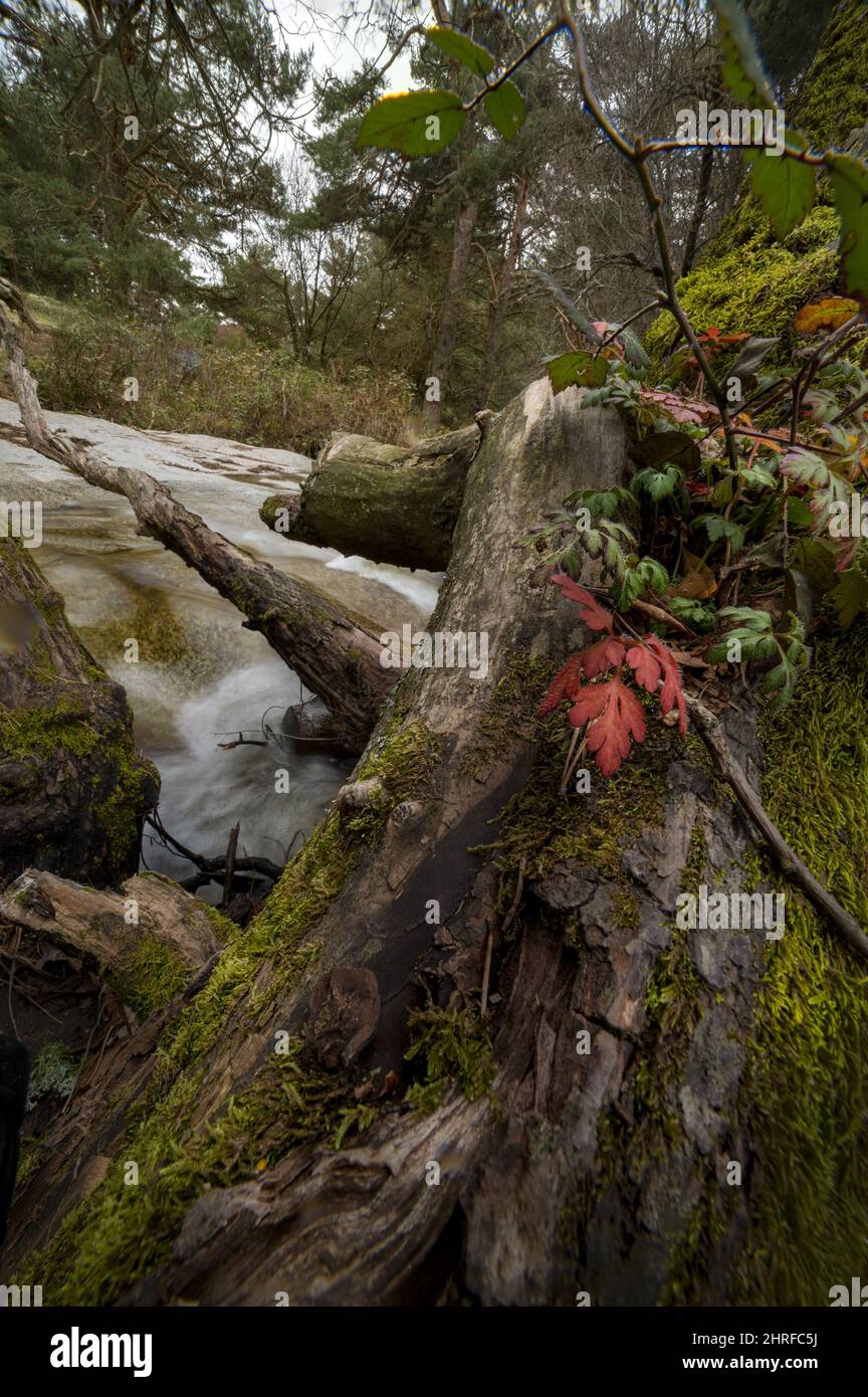 Vertical shot of a flowing cascade-river in the forest in spring Stock ...