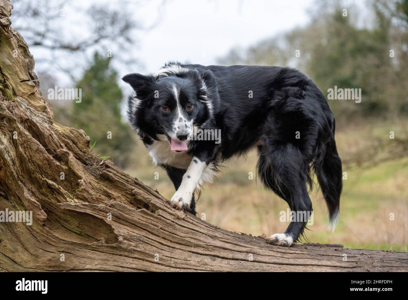 Cute black Border Collie on the inclined tree trunk in the forest in spring Stock Photo