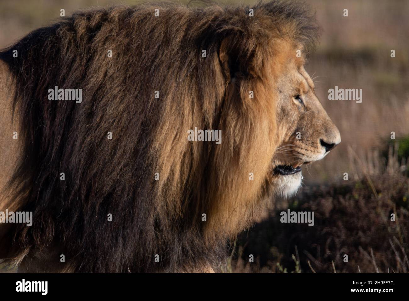 an African lion with a large mane Stock Photo