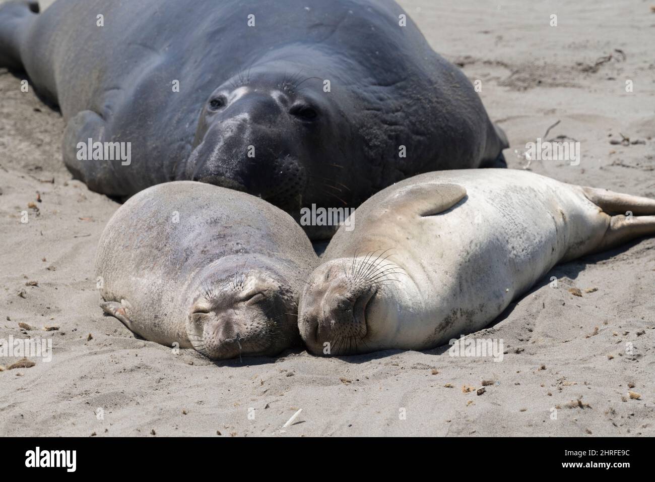 northern elephant seals, Mirounga angustirostris, amorous bull sneaks up on two juveniles sleeping on the sand, Piedras Blancas, near San Simeon, Cali Stock Photo