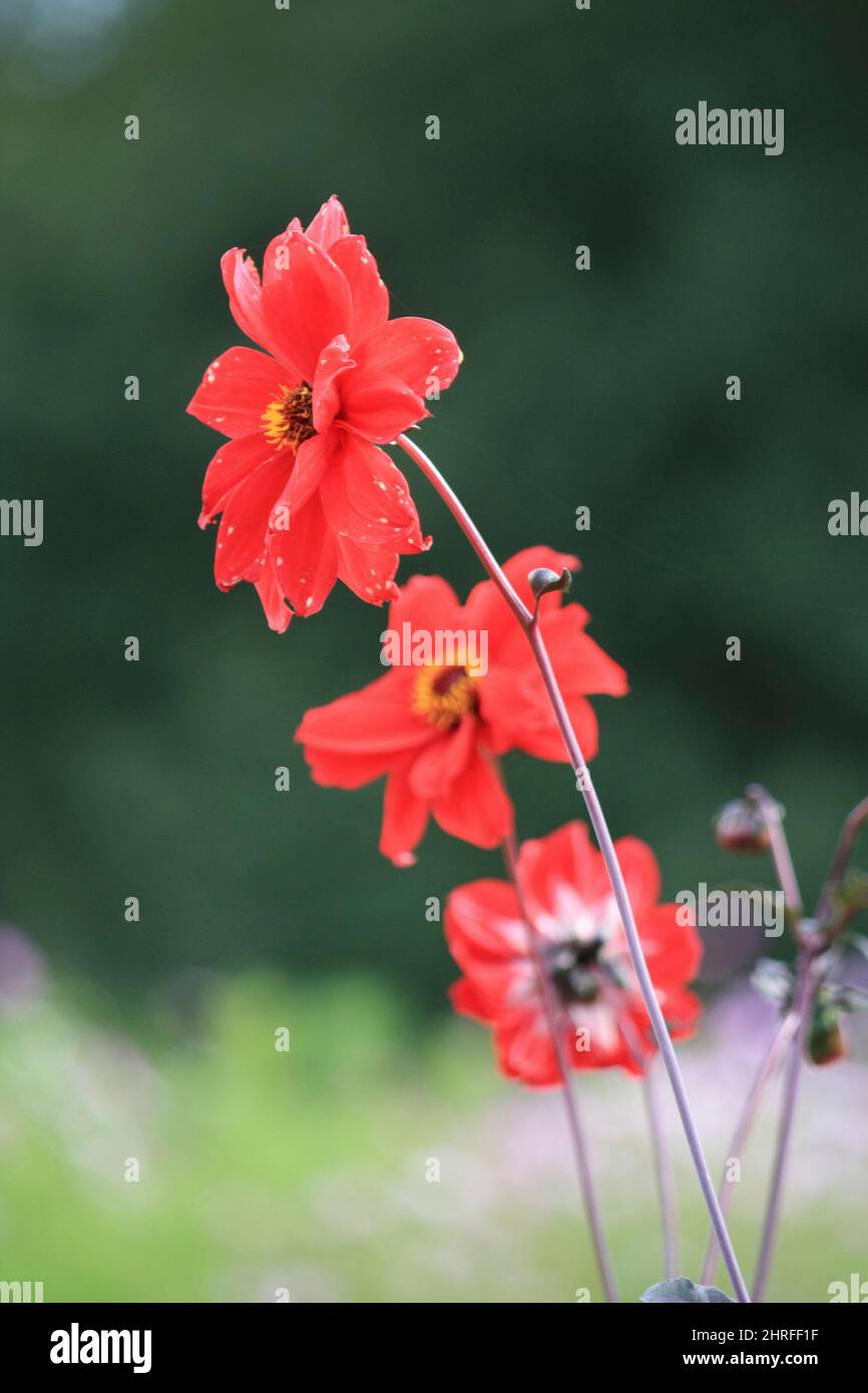 Strong Color Flower Strong color flower stands hi-res stock photography and images - Alamy