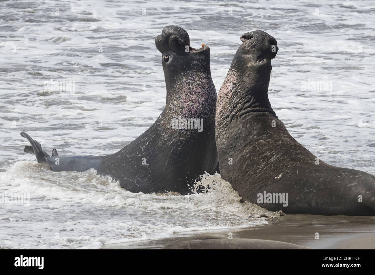northern elephant seals, Mirounga angustirostris, males sparring, Piedras Blancas, near San Simeon, California, United States ( Eastern Pacific Ocean Stock Photo