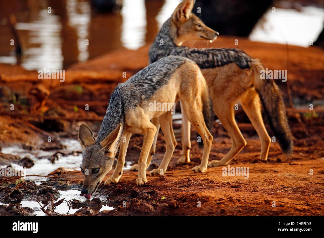 Black-backed Jackals (Canis mesomelas) Drinking by the Waterhole. Tsavo East, Kenya Stock Photo