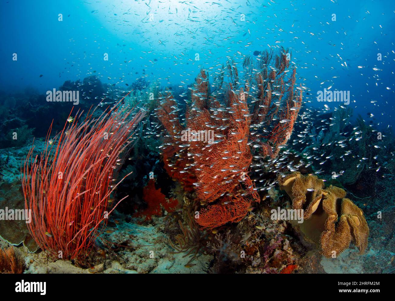 Colorful Coral Reef Teeming with Life. Raja Ampat, West Papua, Indonesia Stock Photo