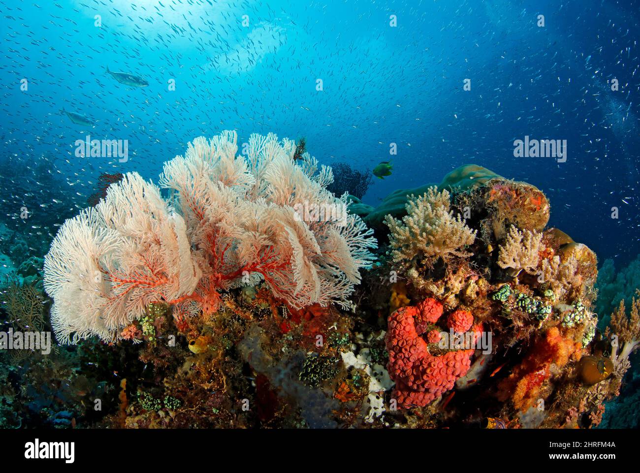 Colorful Coral Reef Teeming with Life. Raja Ampat, West Papua, Indonesia Stock Photo