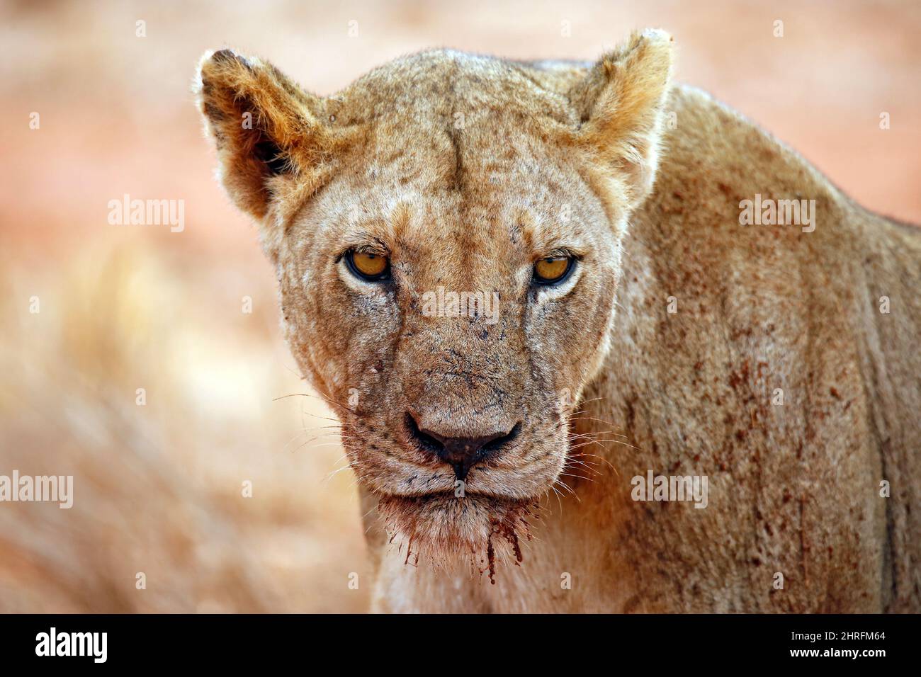 Close-up of a Lioness with Blood Stains around Her Mouth. Ngutumi, Kenya Stock Photo