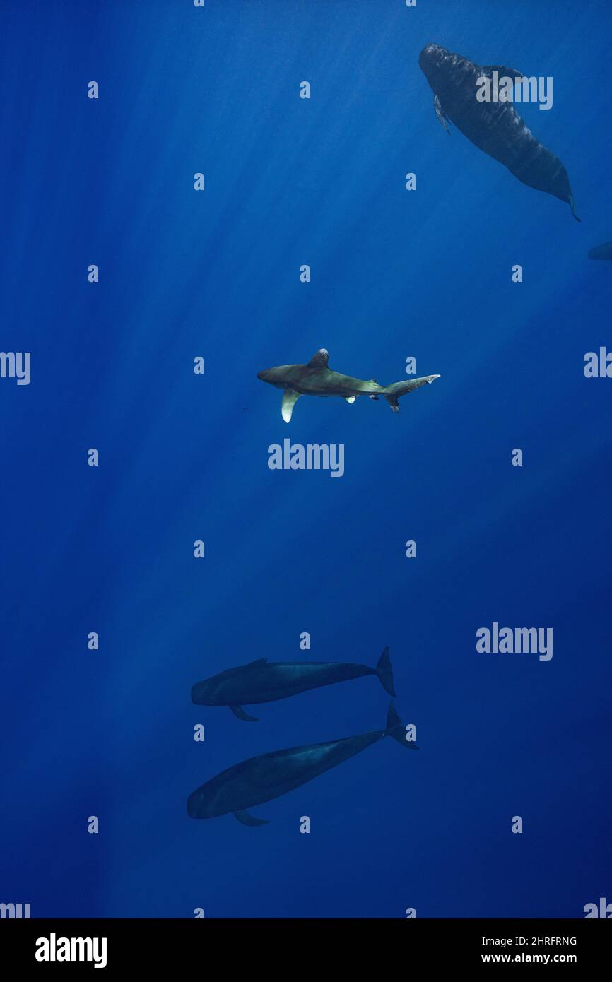 oceanic whitetip shark, Critically Endangered Species (IUCN), accompanying a pod of short-finned pilot whales, Globicephala macrorhynchus, Kona Hawaii Stock Photo