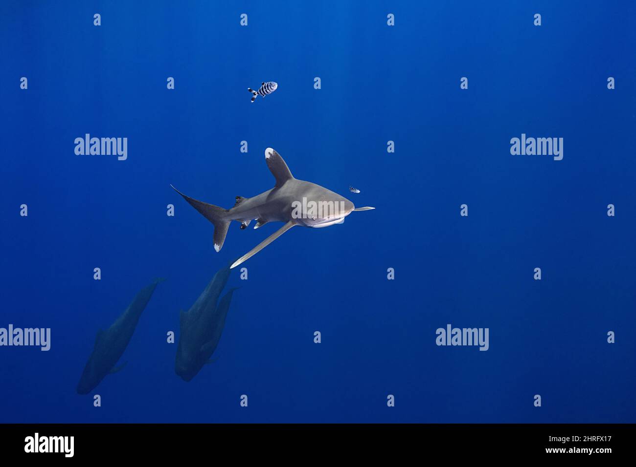 oceanic whitetip shark, Critically Endangered Species (IUCN), accompanying a pod of short-finned pilot whales, Globicephala macrorhynchus, off the Nor Stock Photo