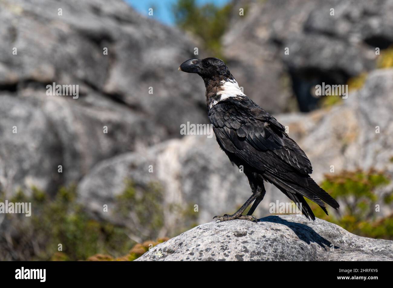 A vulture raven on top of Table Mountain in Cape Town Stock Photo