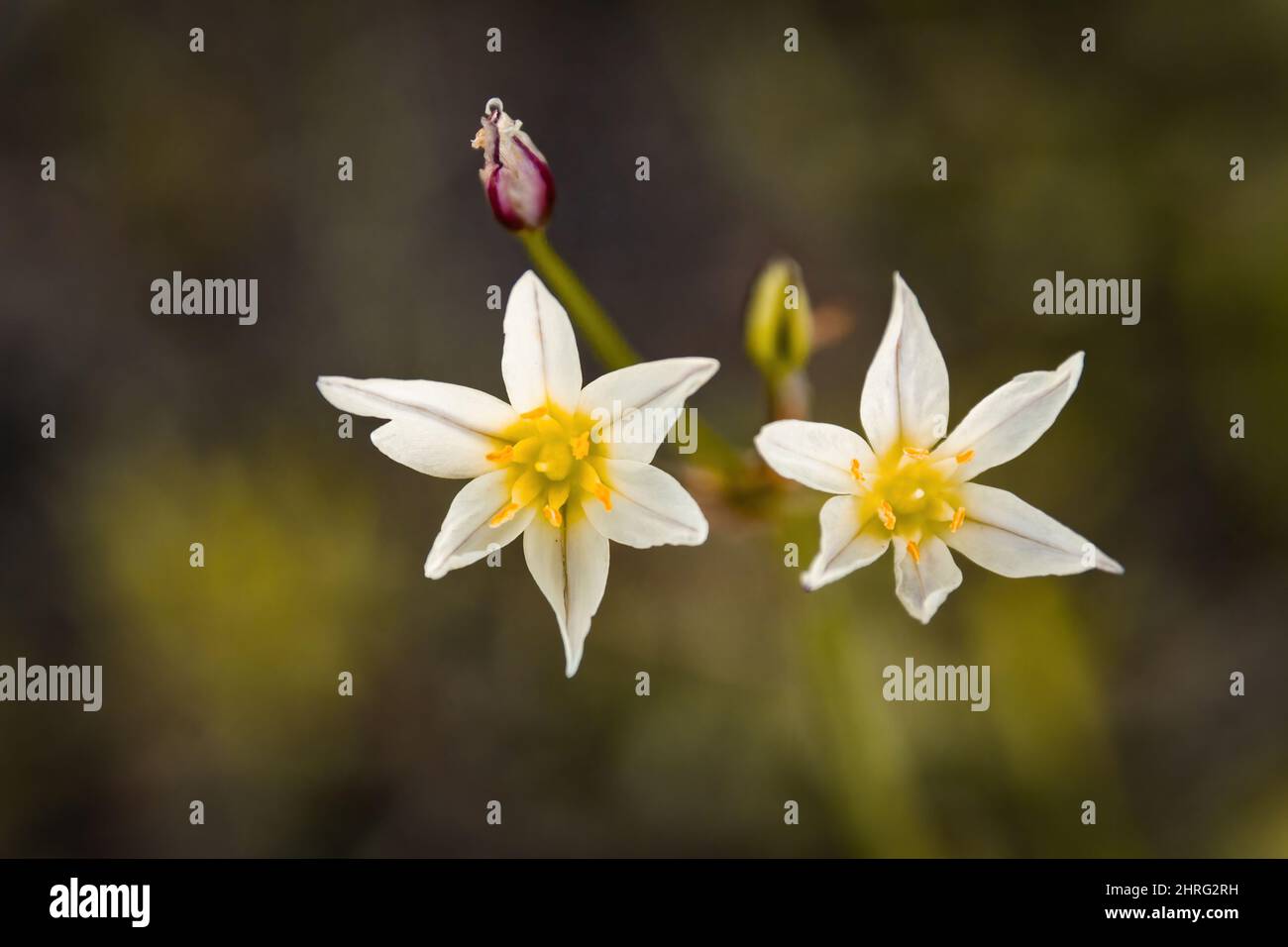 False garlic flowers hi-res stock photography and images - Alamy