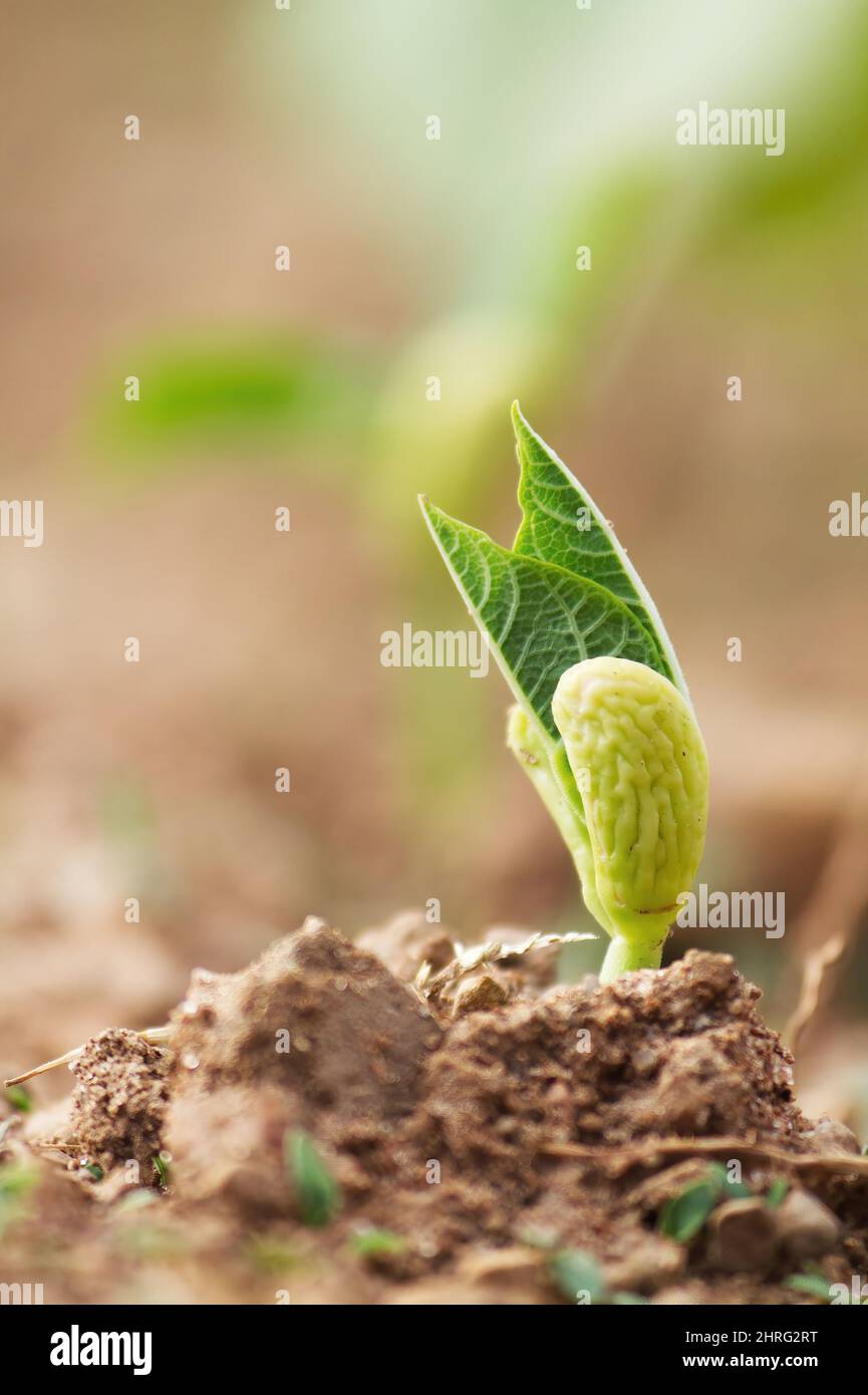 Young bean plant emerging from the ground Stock Photo - Alamy