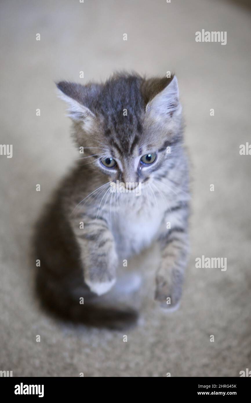Vertical shot of a cute kitten sitting on a carpet Stock Photo - Alamy