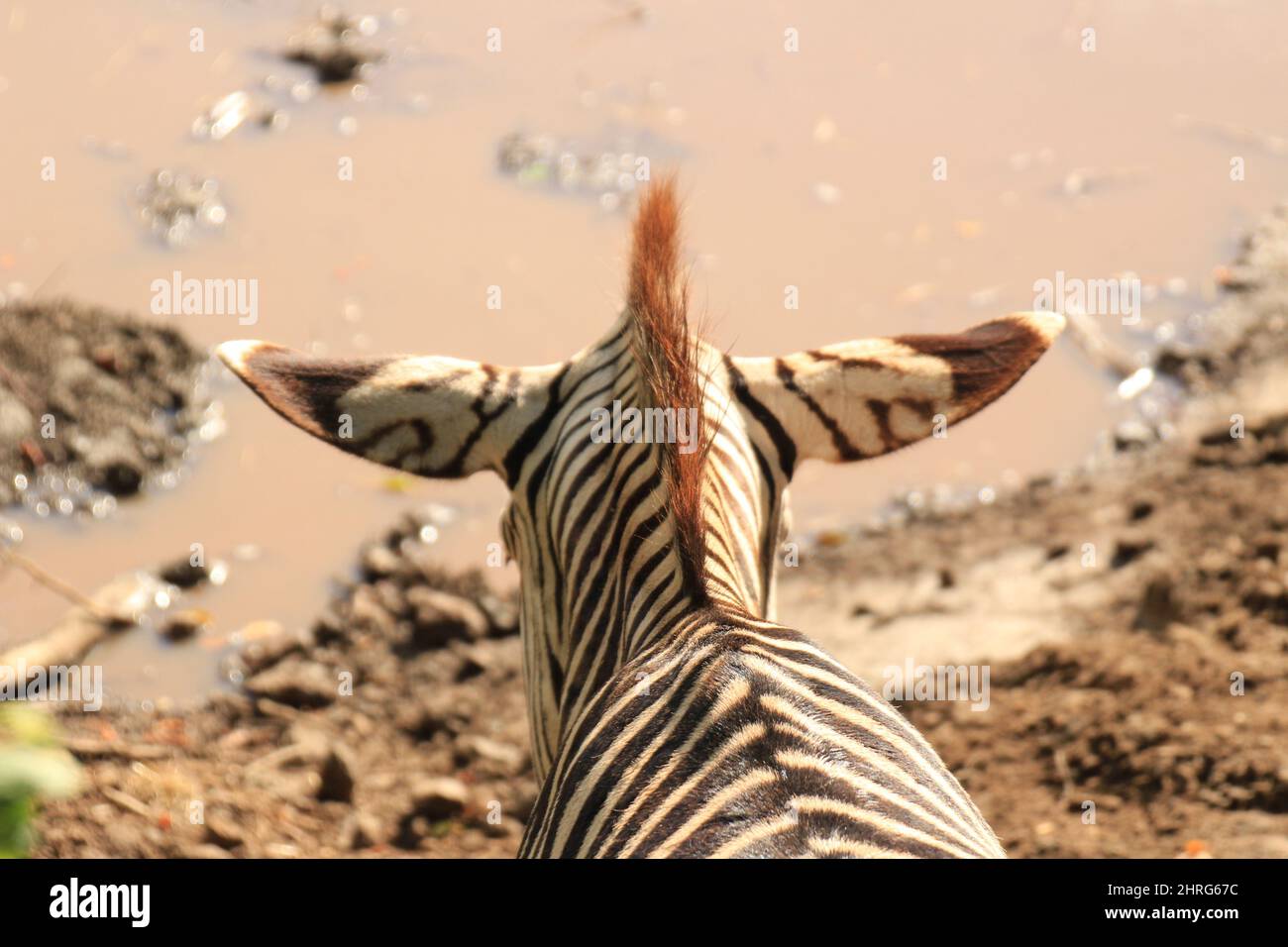 Backside Of The Head Of A Zebra Stock Photo Alamy backside-of-the-head-of-a-zebra-stock-photo-alamy