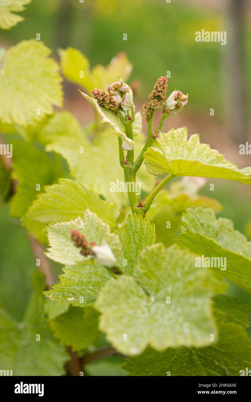 Vertical of a bunch of unripe grapes and leaves growing in a vineyard