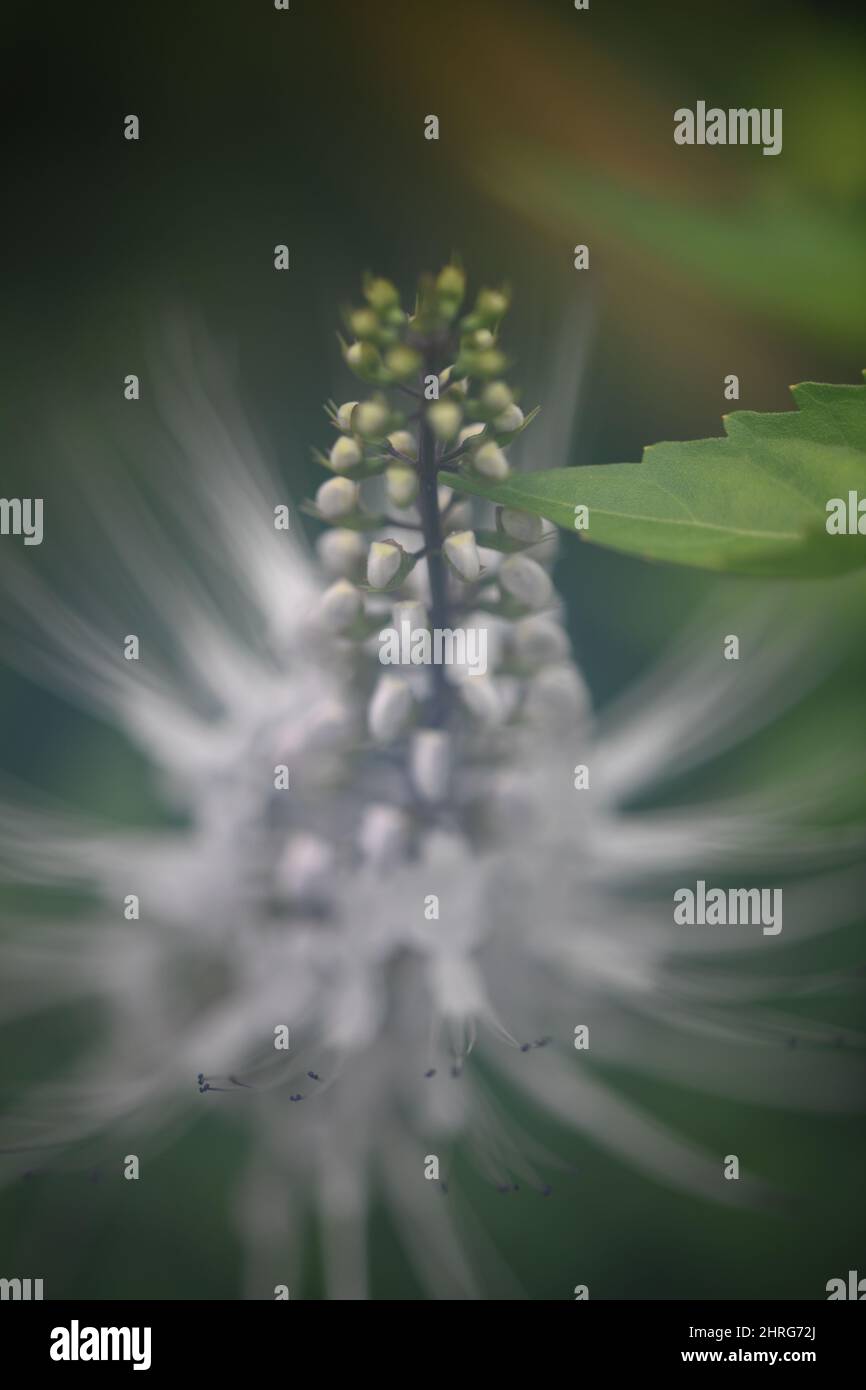 A vertical of tiny buds on a long stem on a blurry green background Stock Photo