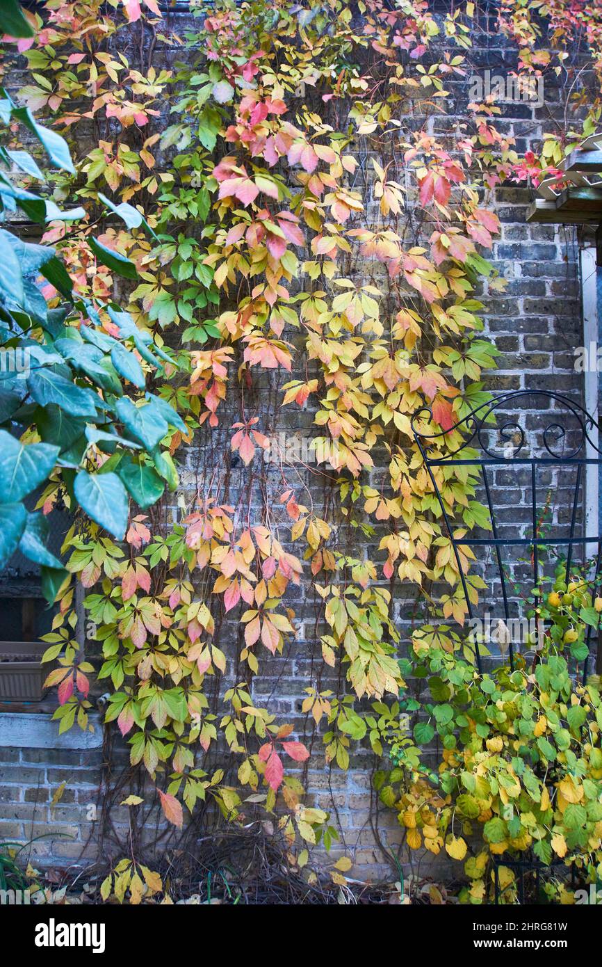 Leafy vines on building during the fall. Stock Photo