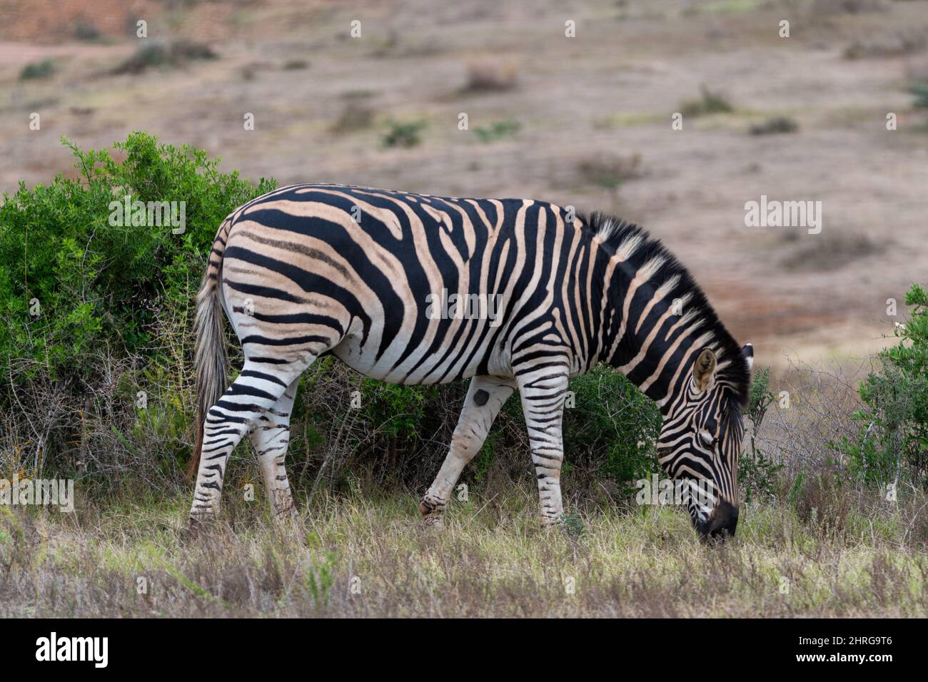 A zebra grazes in the wilds of Africa Stock Photo