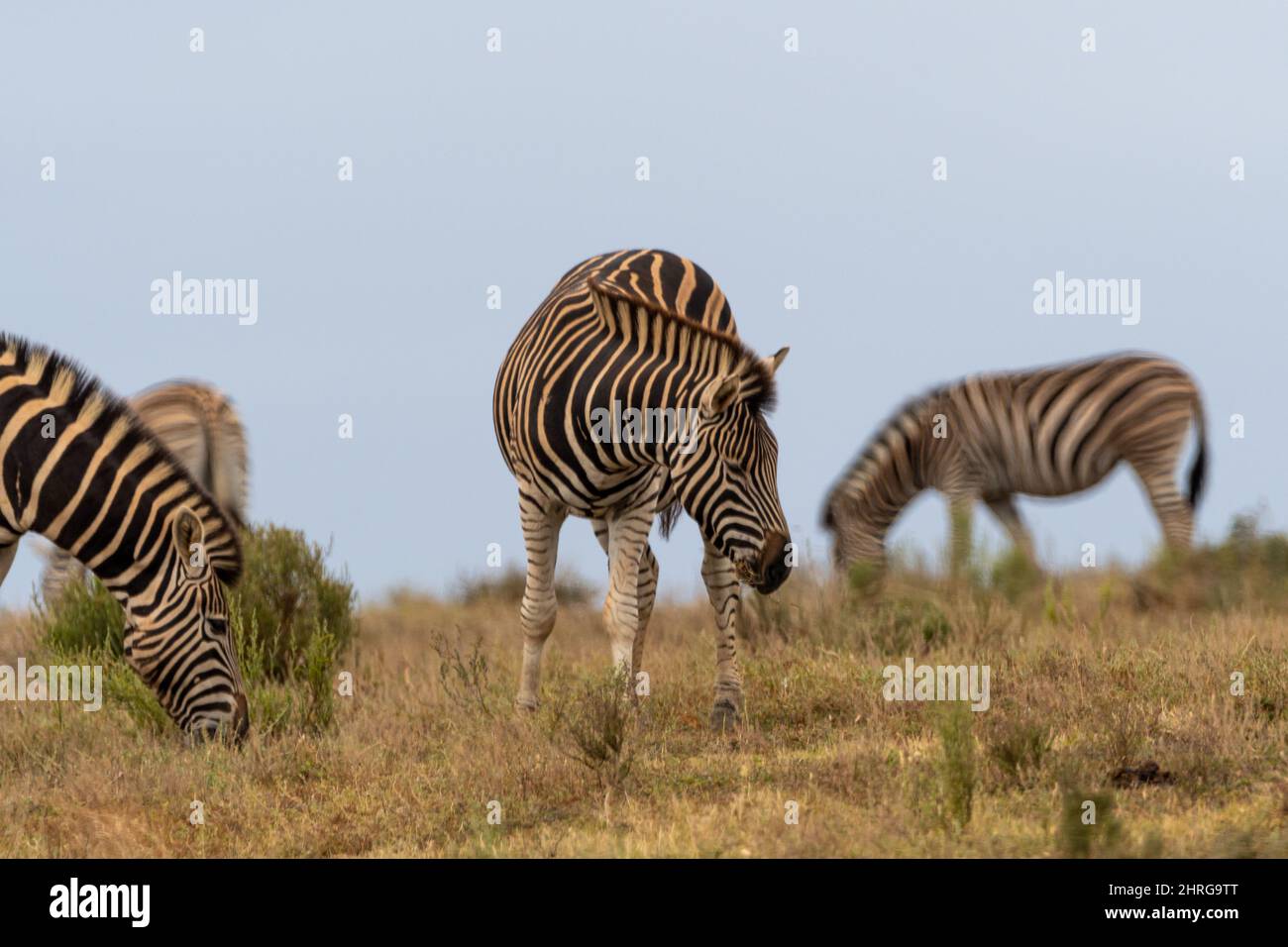 Zebras graze in the wilds of Africa Stock Photo