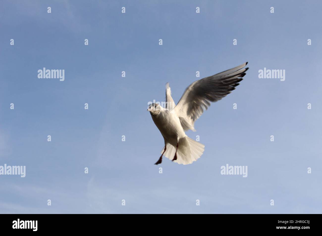 Scenic view of a white seagull flying in the blue sky Stock Photo - Alamy