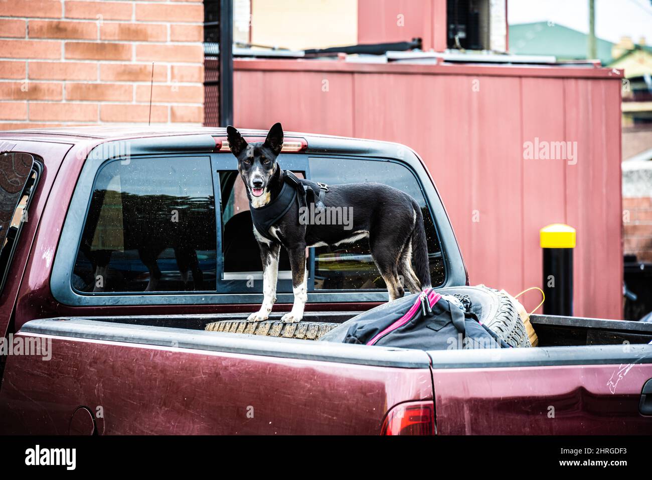 Dog car harness hi-res stock photography and images - Alamy