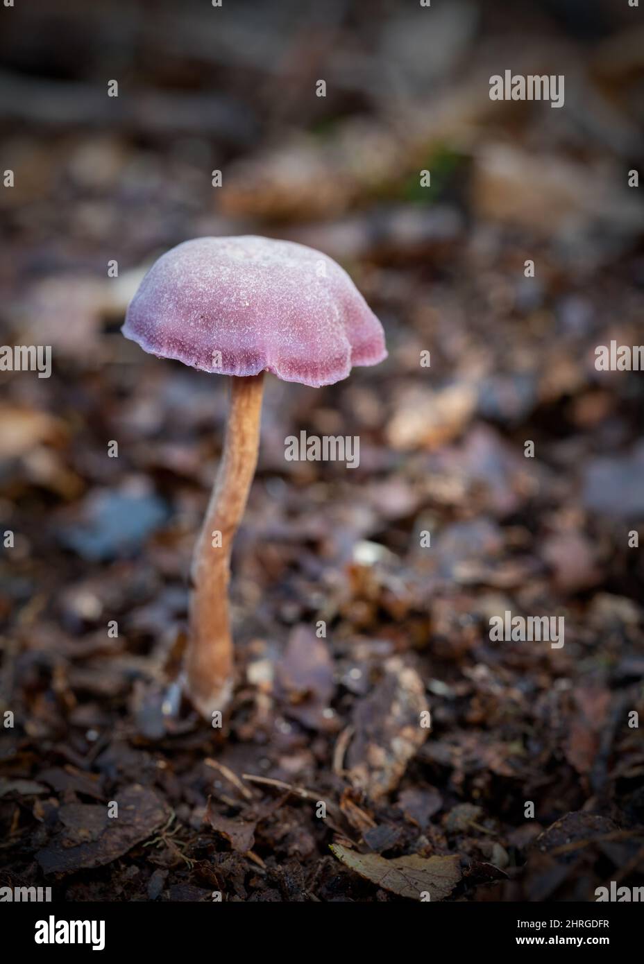 Vertical shot of an Amethyst Deceiver mushroom growing in the Piddington woodland, Oxfordshire Stock Photo