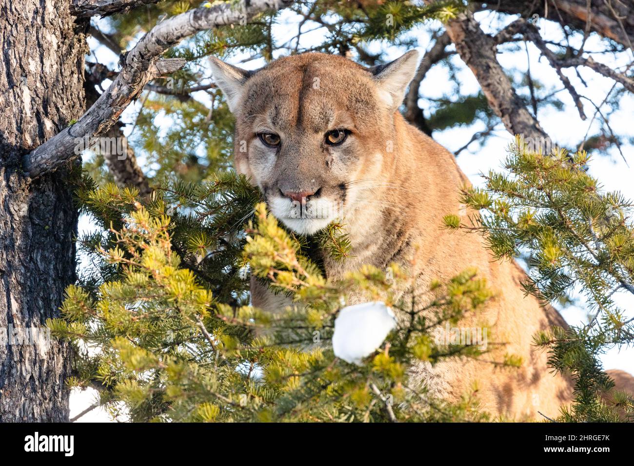 A male cougar hisses from up in a tree as wildlife biologists attempt to dart the big cat to check and tag in Yellowstone National Park, Wyoming. Stock Photo