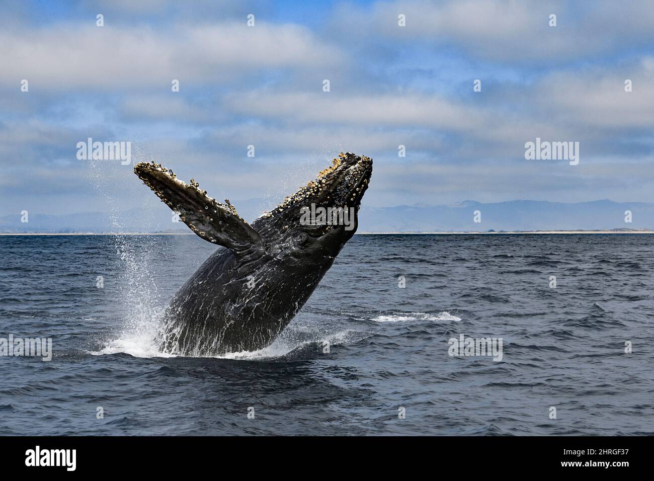 humpback whale, Megaptera novaeangliae, calf breaching, Monterey Bay National Marine Sanctuary, California, USA ( Eastern Pacific Ocean ) Stock Photo