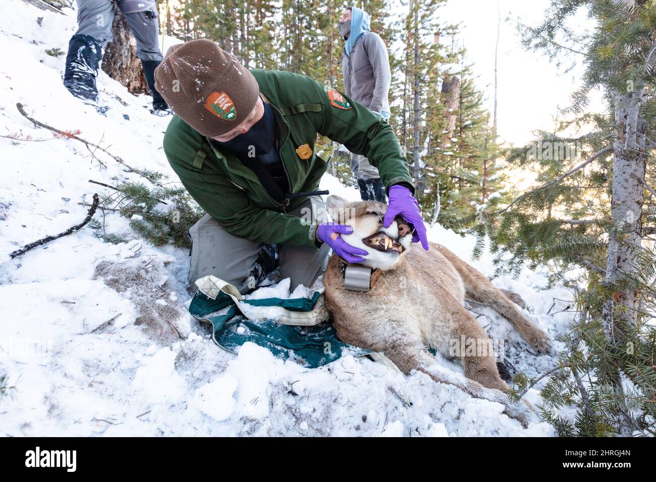 Park Service wildlife biologists check the health after adding a tracker to a male cougar captured in Yellowstone National Park, Wyoming. Stock Photo