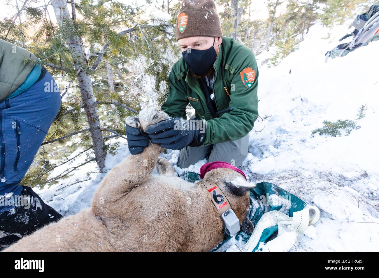 Park Service wildlife biologists check the health after adding a tracker to a male cougar captured in Yellowstone National Park, Wyoming. Stock Photo