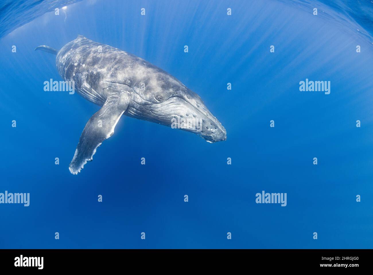 curious juvenile female humpback whale, Megaptera novaeangliae,  North Kona, Hawaii, USA ( Central Pacific Ocean ) Stock Photo