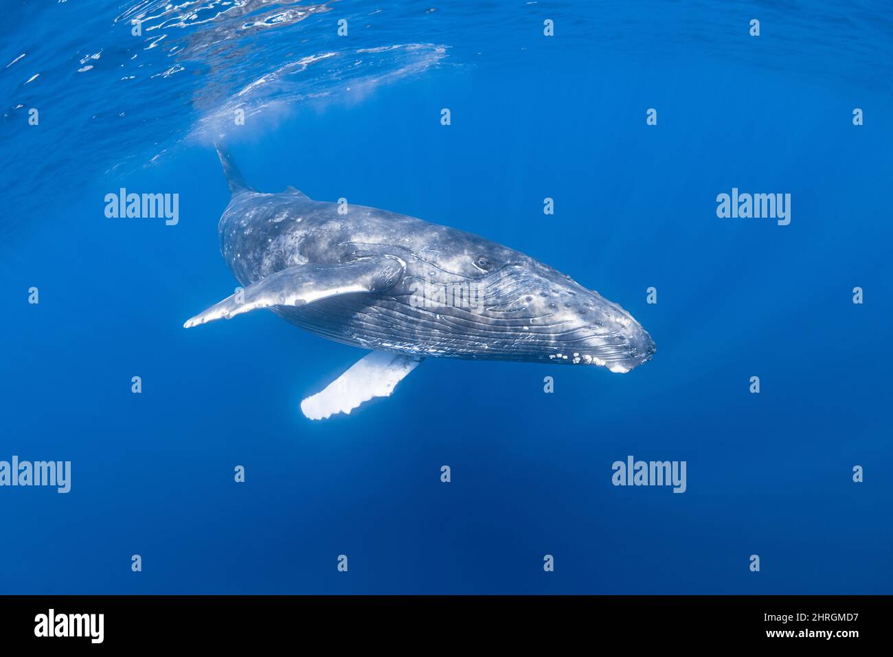 curious juvenile female humpback whale, Megaptera novaeangliae, with acorn barnacles on underside of lower jaw, Kona, Hawaii, USA,  Pacific Ocean Stock Photo