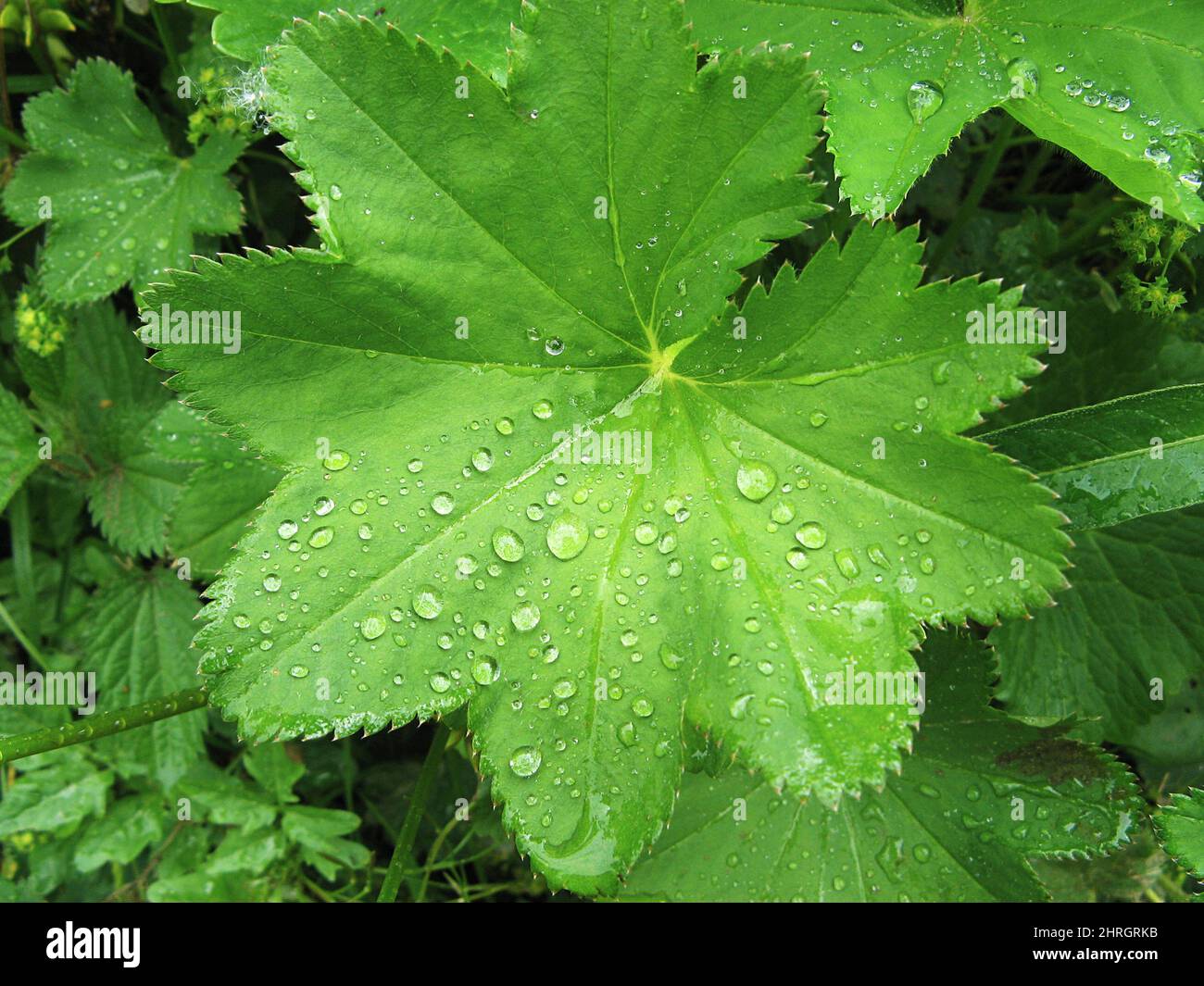 Common lady's mantle (Alchemilla vulgaris), herbaceous perennial. Leaves with a wavy edge covered with water droplets. Stock Photo