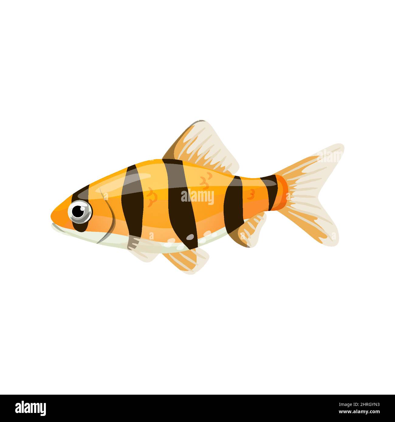 Aquarium fish tiger barb,single illustration in realistic cartoon Stock Vector