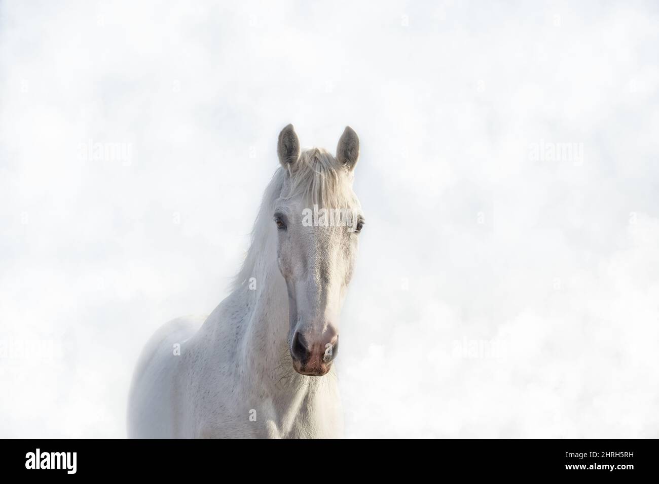 Portrait of a beautiful white horse in the fog in high key Stock Photo