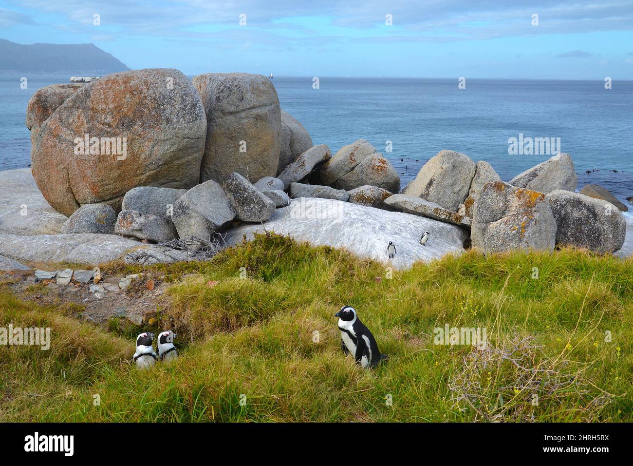 African penguin among boulders in grass on ocean coast.Two penguins are watching the third passing penguin. Near Cape Town, South Africa Stock Photo