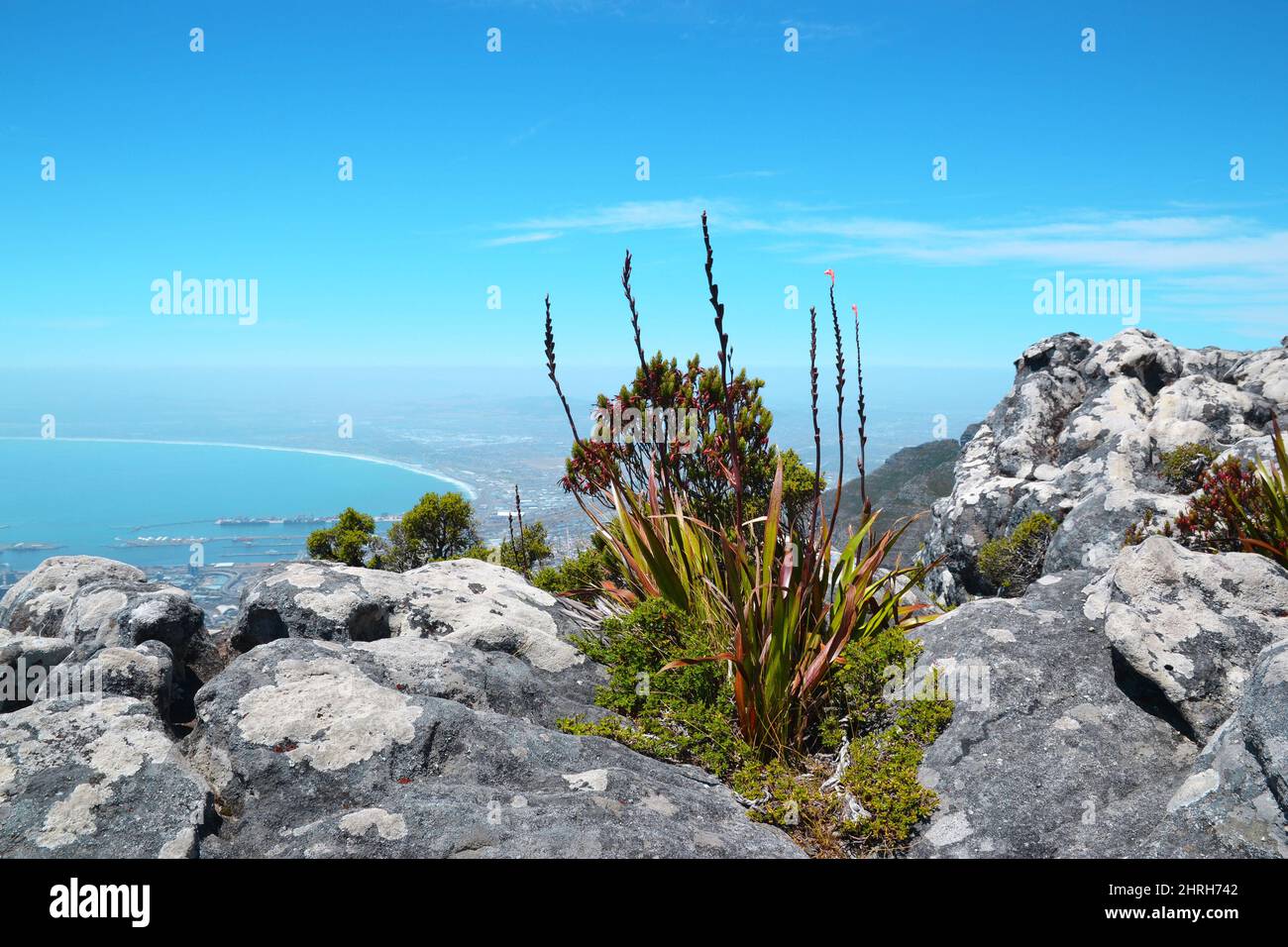 View from Table Mountain National Park to Cape Town and the flower Watsonia tabularis, a bud of red-pink flower growing on a rock, South Africa. Stock Photo