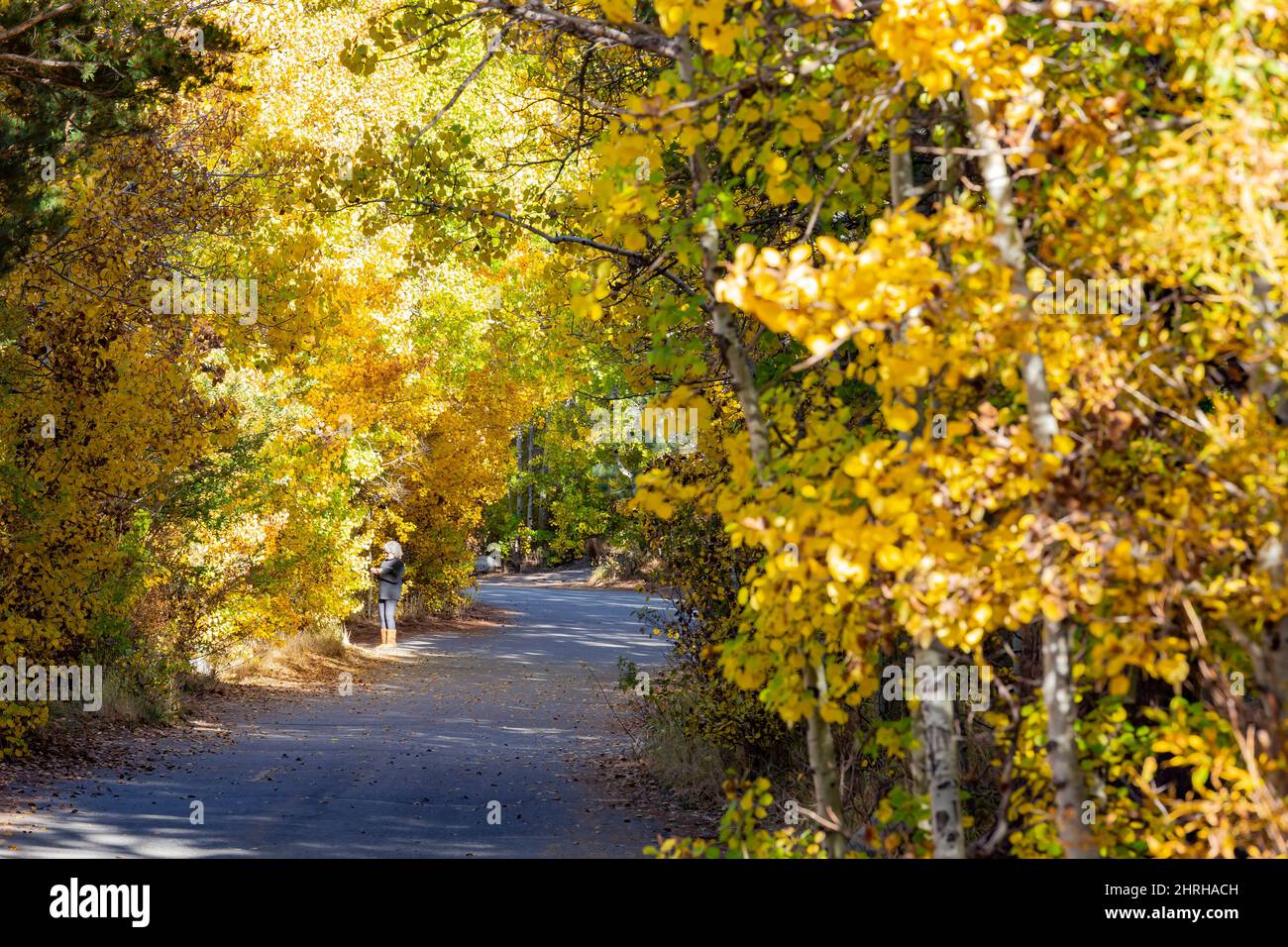 Sunny view of the fall color in June Lake Loop at California Stock ...