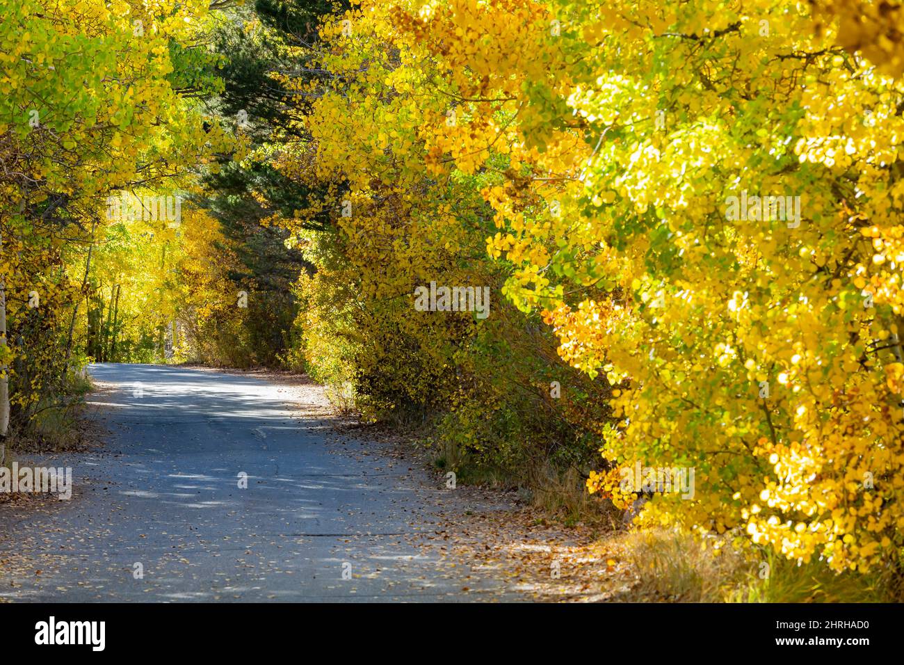 Sunny view of the fall color in June Lake Loop at California Stock ...