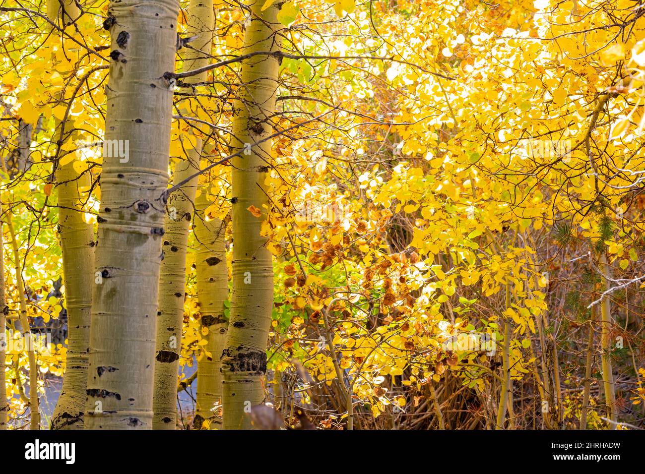 Sunny view of the fall color in June Lake Loop at California Stock ...