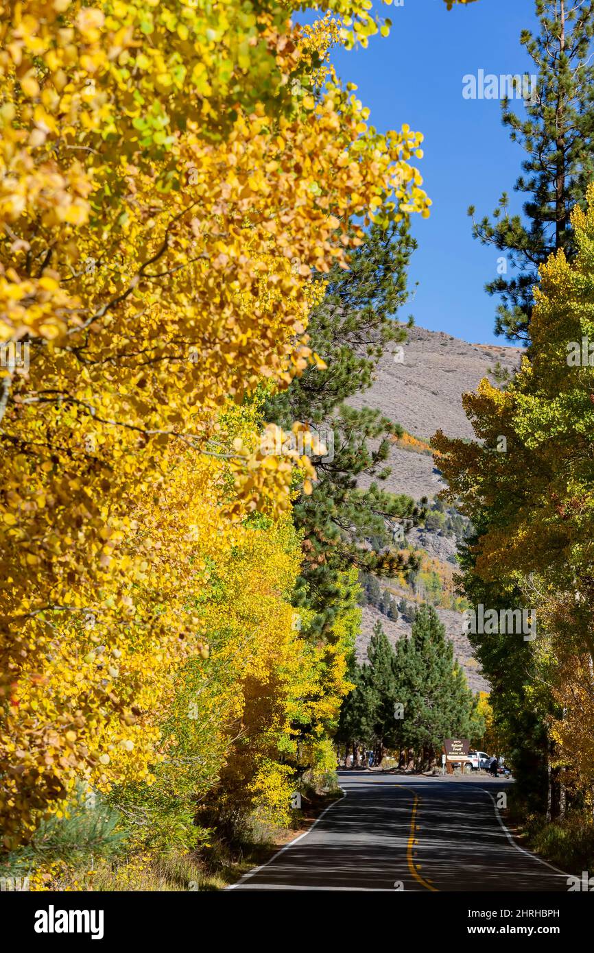Sunny view of the fall color in June Lake Loop at California Stock ...