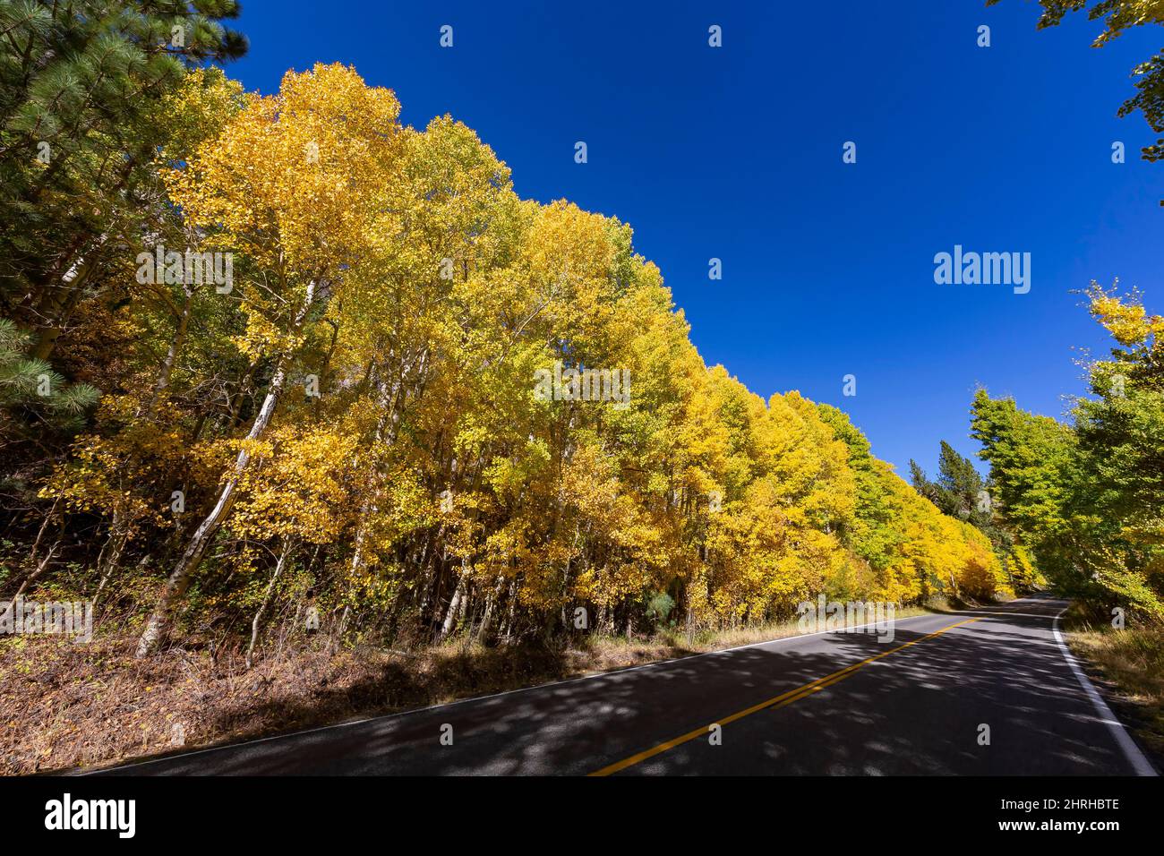 Sunny view of the fall color in June Lake Loop at California Stock ...