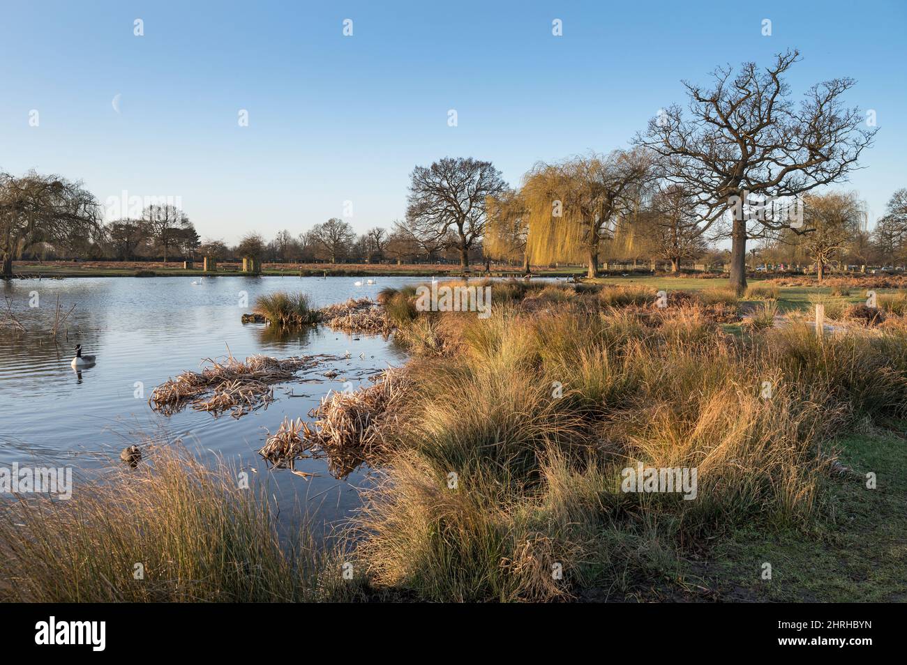 Just a glimpse of the moon looking over Heron pond Bushy Park Surrey early morning in late February Stock Photo